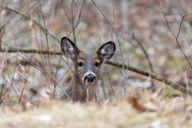 Karlı ormanda beyaz kuyruklu geyik. Wisconsin Eyalet Parkı 'ndan Sahne.