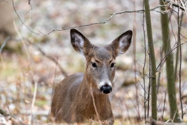 Karlı ormanda beyaz kuyruklu geyik. Wisconsin Eyalet Parkı 'ndan Sahne.