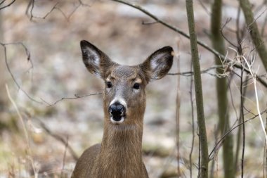 Karlı ormanda beyaz kuyruklu geyik. Wisconsin Eyalet Parkı 'ndan Sahne.