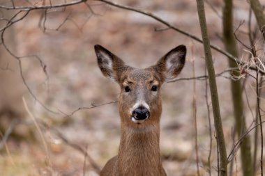 Karlı ormanda beyaz kuyruklu geyik. Wisconsin Eyalet Parkı 'ndan Sahne.