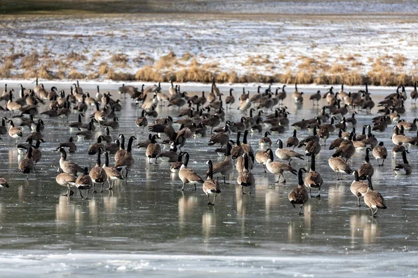 Manada Gansos Canadá Lago — Foto de Stock