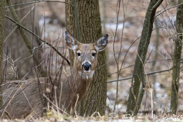 Wisconsin Eyalet Parkı 'nda beyaz kuyruklu geyik