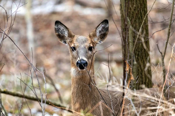 Wisconsin Eyalet Parkı 'nda beyaz kuyruklu geyik