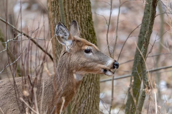 Wisconsin Eyalet Parkı 'nda beyaz kuyruklu geyik