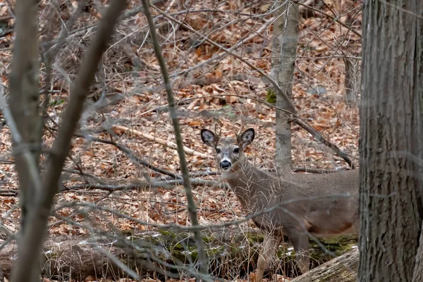 Wisconsin Eyalet Parkı 'nda beyaz kuyruklu geyik