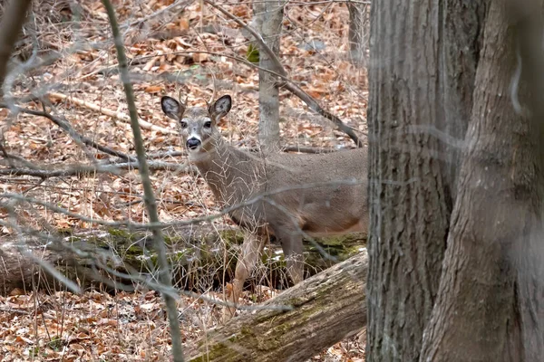 Wisconsin Eyalet Parkı 'nda beyaz kuyruklu geyik