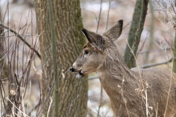 Karlı ormanda beyaz kuyruklu geyik. Wisconsin Eyalet Parkı 'ndan Sahne.