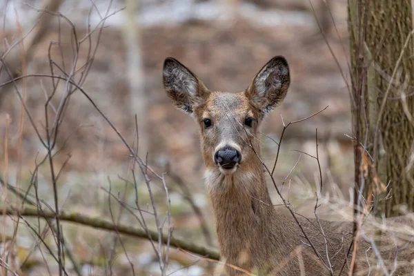Karlı ormanda beyaz kuyruklu geyik. Wisconsin Eyalet Parkı 'ndan Sahne.