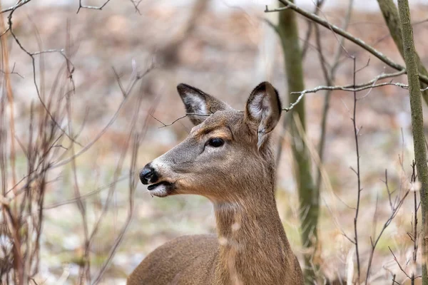 White-tailed deer in the snowy forest. Scene from Wisconsin state park.