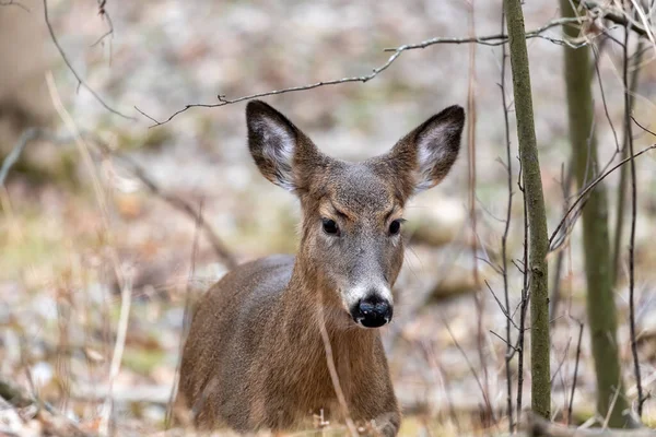 Karlı ormanda beyaz kuyruklu geyik. Wisconsin Eyalet Parkı 'ndan Sahne.