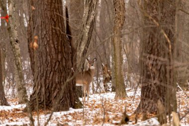 Karlı ormanda beyaz kuyruklu geyik. Wisconsin Eyalet Parkı 'ndan Sahne.