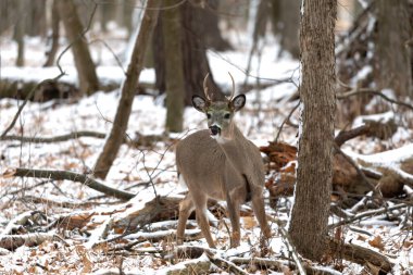 Karlı ormanda beyaz kuyruklu geyik. Wisconsin Eyalet Parkı 'ndan Sahne.