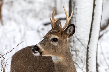 Karlı ormanda beyaz kuyruklu geyik. Wisconsin Eyalet Parkı 'ndan Sahne.