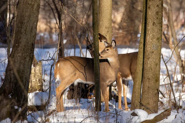 Fehér Farkú Szarvas Wisconsini Állami Parkban — Stock Fotó