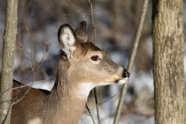 Jelen Běloocasý Státním Parku Wisconsinu — Stock fotografie