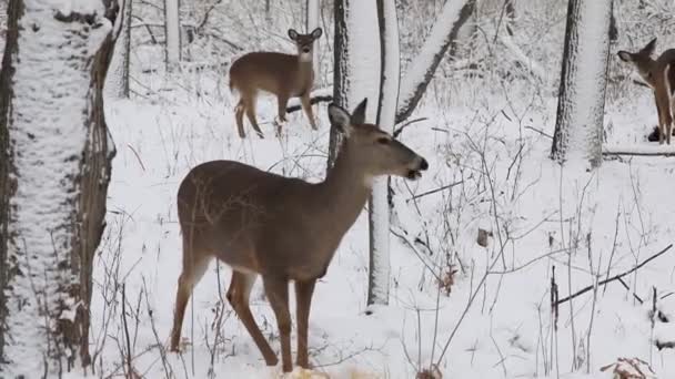 Witstaartherten Een Besneeuwd Park — Stockvideo