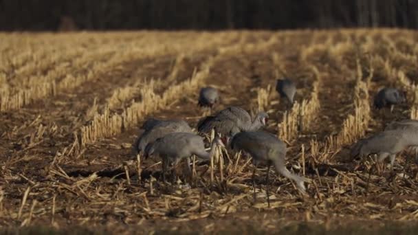 Manada Grúas Arenisca Campo — Vídeos de Stock