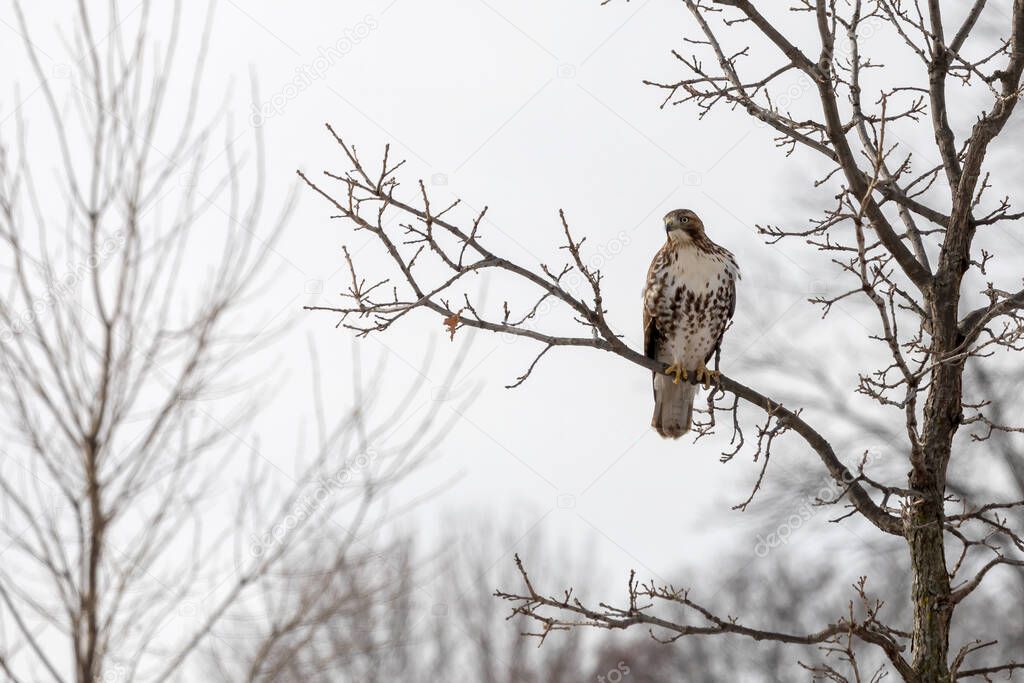 The bird of prey, red tailed hawk,  sitting on a tree