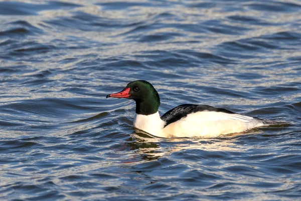 Κοινή Merganser Μια Λίμνη Michigan Κατά Μετανάστευση Προς Νότο — Φωτογραφία Αρχείου