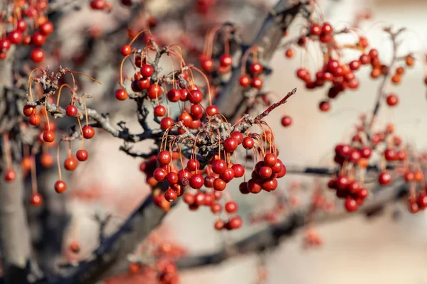 Los Frutos Que Permanecen Los Árboles Durante Invierno — Foto de Stock