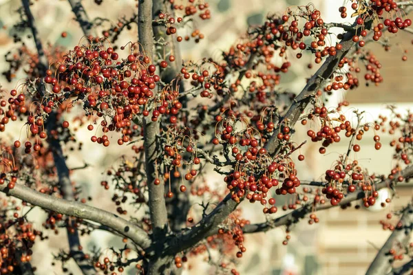 Les Fruits Qui Restent Dans Les Arbres Pendant Hiver — Photo