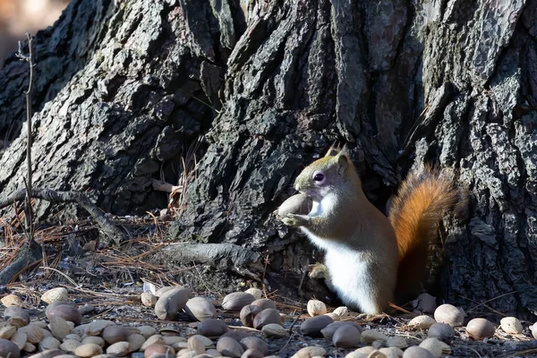 Americká Červená Veverka Tamiasciurus Hudsonicus Sbírá Ořechy Parku — Stock fotografie