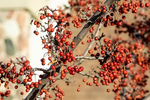 Les Fruits Qui Restent Dans Les Arbres Pendant Hiver — Photo