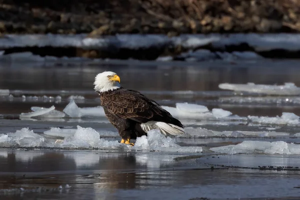 Weißkopfseeadler Sitzt Auf Einem Zugefrorenen Fluss — Stockfoto