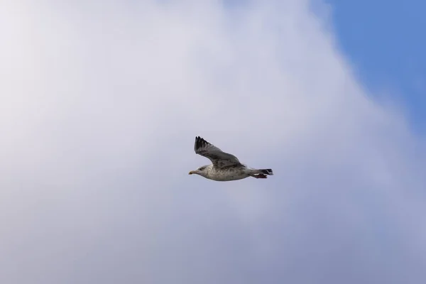 Seagull Flight Natural Scene Lake Michigan — Stock Photo, Image