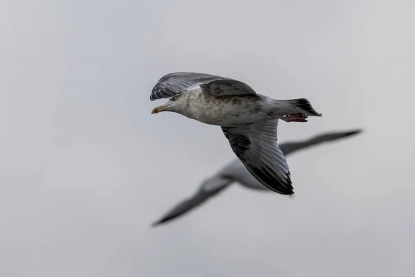 Seagull Flight Natural Scene Lake Michigan — Stock Photo, Image