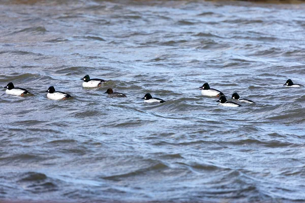 Goldaugenschwärme Bucephala Clangula Fluss — Stockfoto