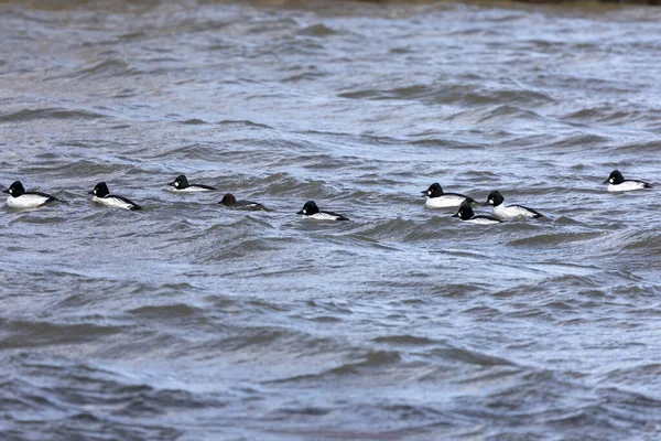 Goldaugenschwärme Bucephala Clangula Fluss — Stockfoto