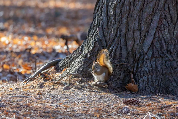 Amerikai Vörös Mókus Wisconsin Állami Park — Stock Fotó