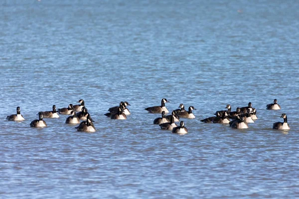 Ein Schwarm Kanadagänse Schwimmt Auf Dem Michigansee — Stockfoto