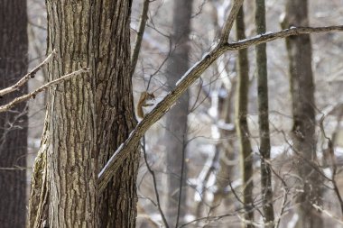 Amerikan kırmızı sincabı Wisconsin Eyalet Parkı
