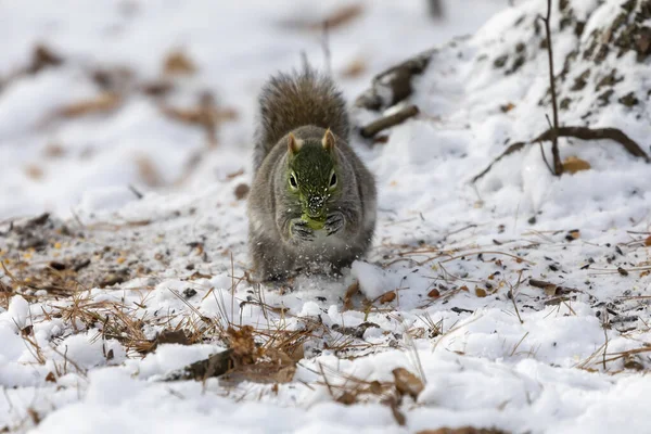 Eastern Gray Squirrel Snowy Forest — Stock Photo, Image