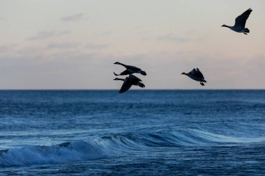 Gün batımında gölün üzerinde uçan Kanada kazları sürüsü