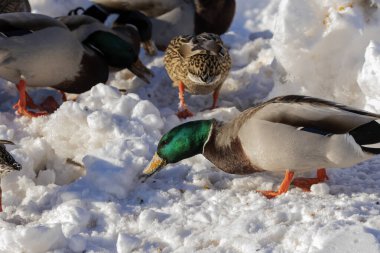 Mallard nehir kıyısındaki karda yiyecek arıyor.