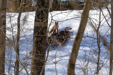 Kızıl tilki yeni kazılmış bir yuvanın yanında duruyor.