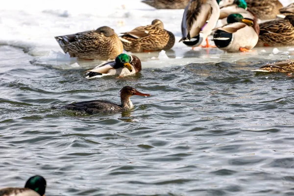 Rotbrust Merganser Und Stockenten Auf Dem Zugefrorenen Fluss — Stockfoto