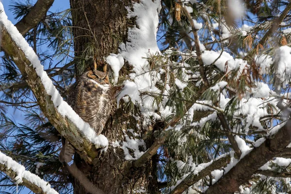 雪の森の中の大角フクロウ — ストック写真