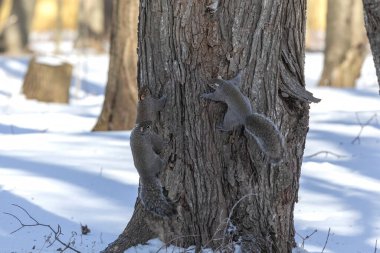 Doğu gri sincap - çiftleşen sincaplar. 