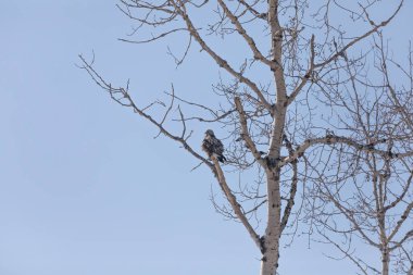 Kaba bacaklı şahin veya kaba bacaklı şahin (Buteo lagopus). Wisconsin koruma alanına göç eden Kuzey Amerika kuşu..