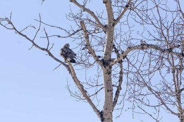 Kaba bacaklı şahin veya kaba bacaklı şahin (Buteo lagopus). Wisconsin koruma alanına göç eden Kuzey Amerika kuşu..