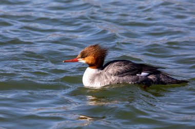 Doğu Kuzey Amerika 'da yaygın olan Merganser, deniz ördeği Mergus merganser, Avrasya' da kaz yiyici olarak bilinir. Göç sırasında, kışın nehirde tavuk..