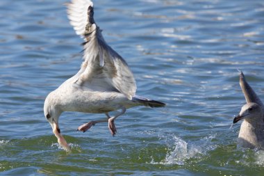 Ringa martıları (Larus argentatus) nehirde yiyecek için savaşır.