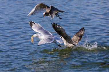 Ringa martıları (Larus argentatus) nehirde yiyecek için savaşır.