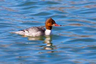 Göç sırasında Wisconsin 'de bir nehirde yaygın merganser (Mergus merganser) tavuğu.