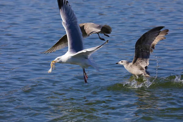 Ringa martıları (Larus argentatus) nehirde yiyecek için savaşır.