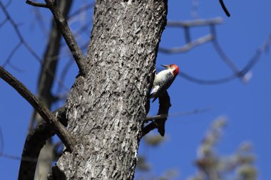 Kırmızı karınlı ağaçkakan (Melanerpes carolinus) parkta yetişkin bir erkek..